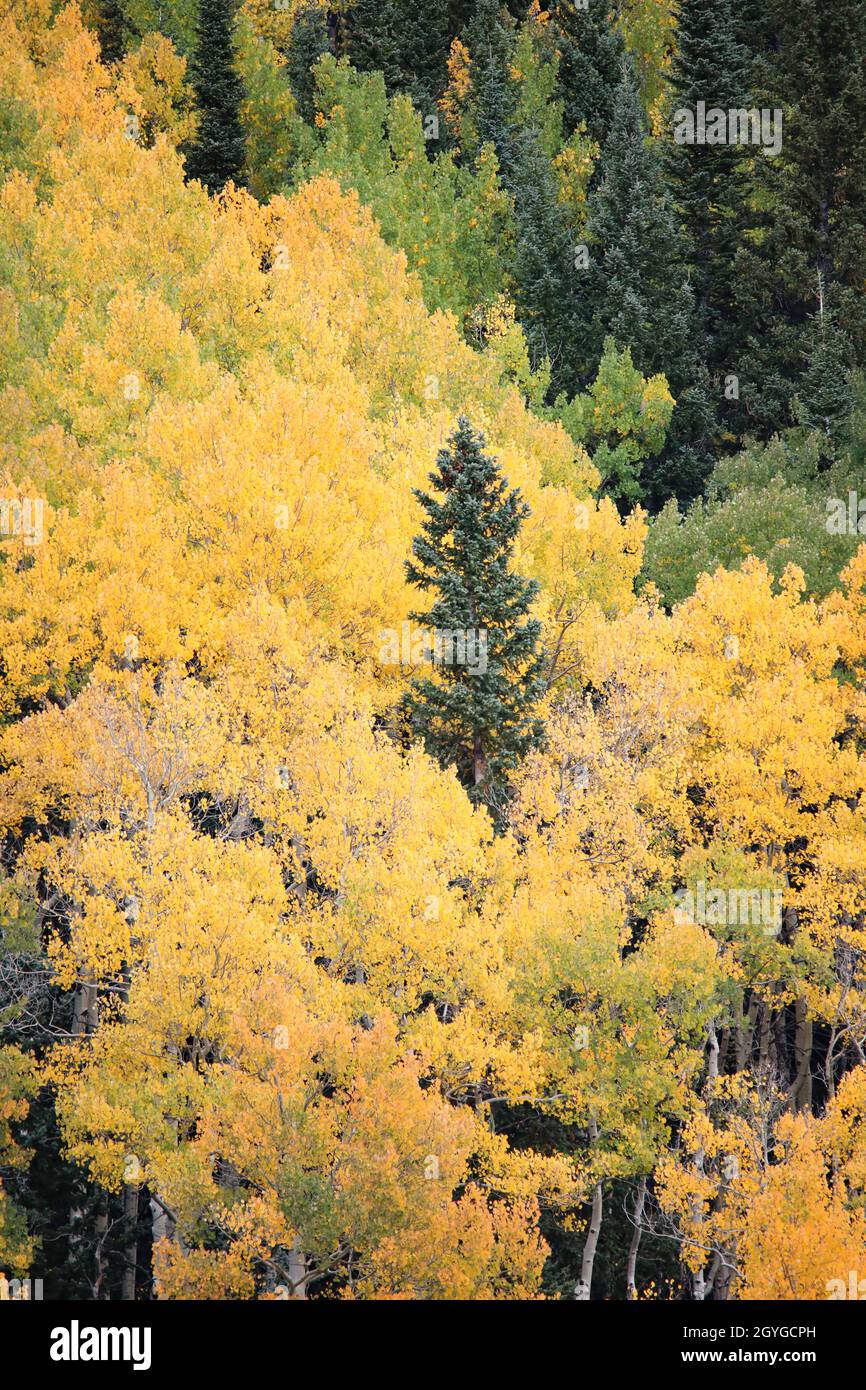 Fall Aspens Colorado Stock Photo