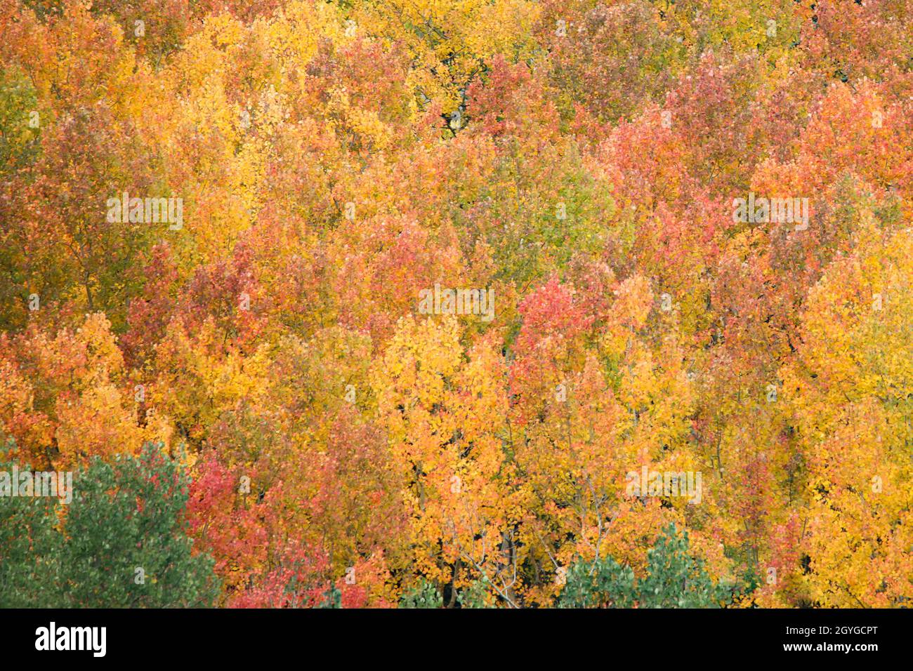 Fall Aspens Colorado Stock Photo