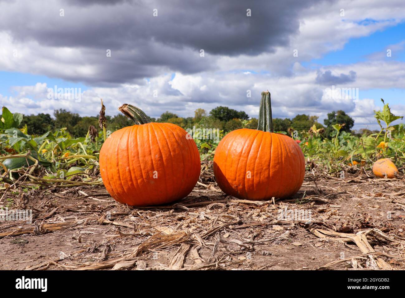 Pumpkin Patch Apple Orchard Fall Colors Halloween Thanksgiving Stock Photo