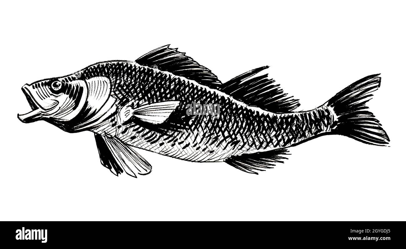 Big fish with open mouth. Ink black and white drawing Stock Photo ...