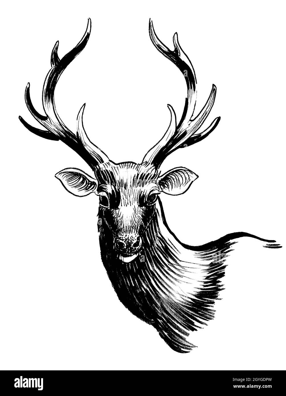 Stag deer head. ink black and white drawing Stock Photo Alamy