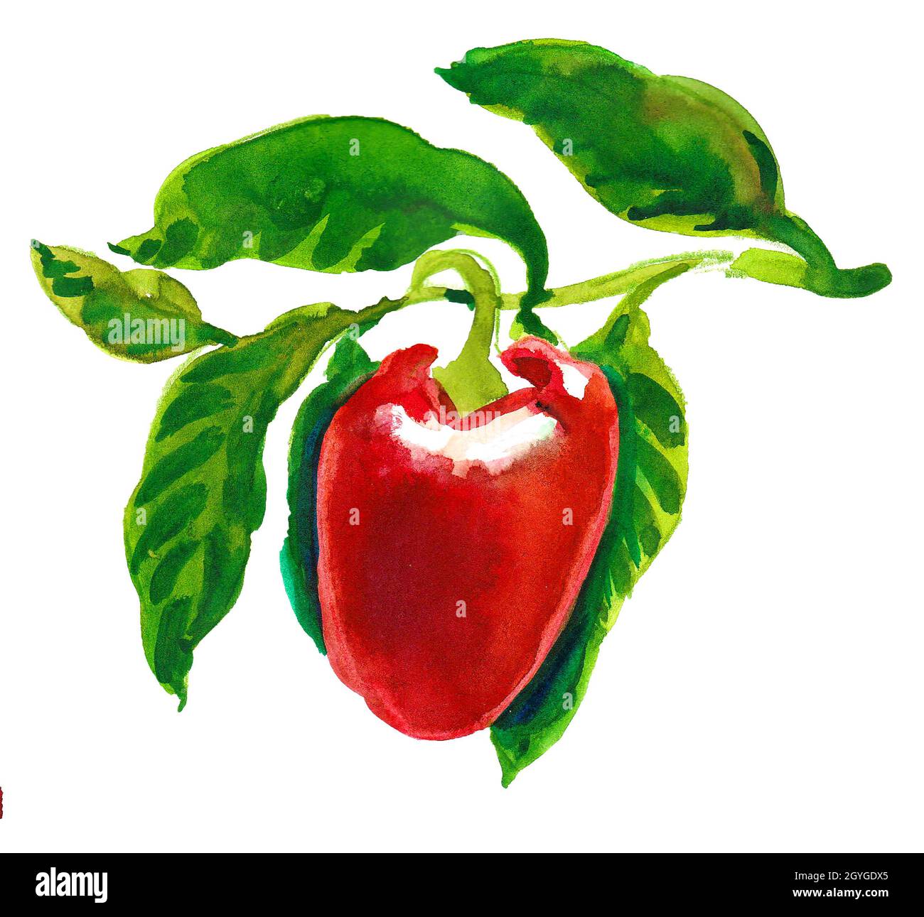 Red pepper on a branch. Watercolor painting Stock Photo - Alamy
