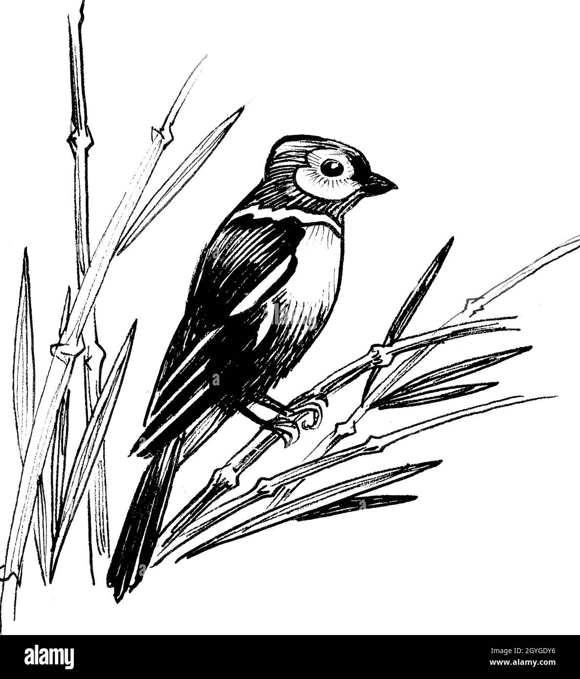 Bird sitting on a bamboo. Ink black and white drawing Stock Photo - Alamy