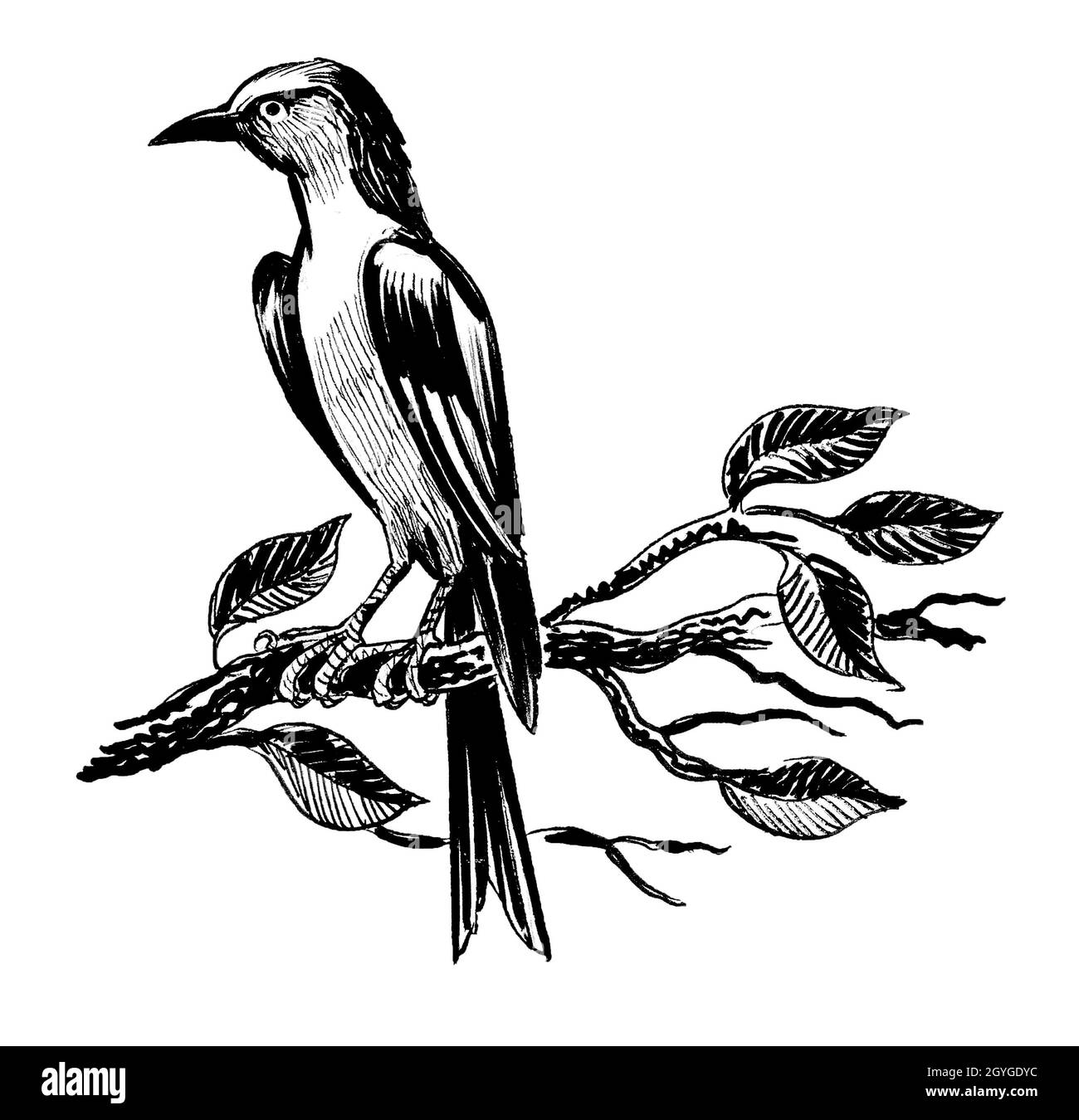 Bird In Tree Drawings for Sale - Fine Art America
