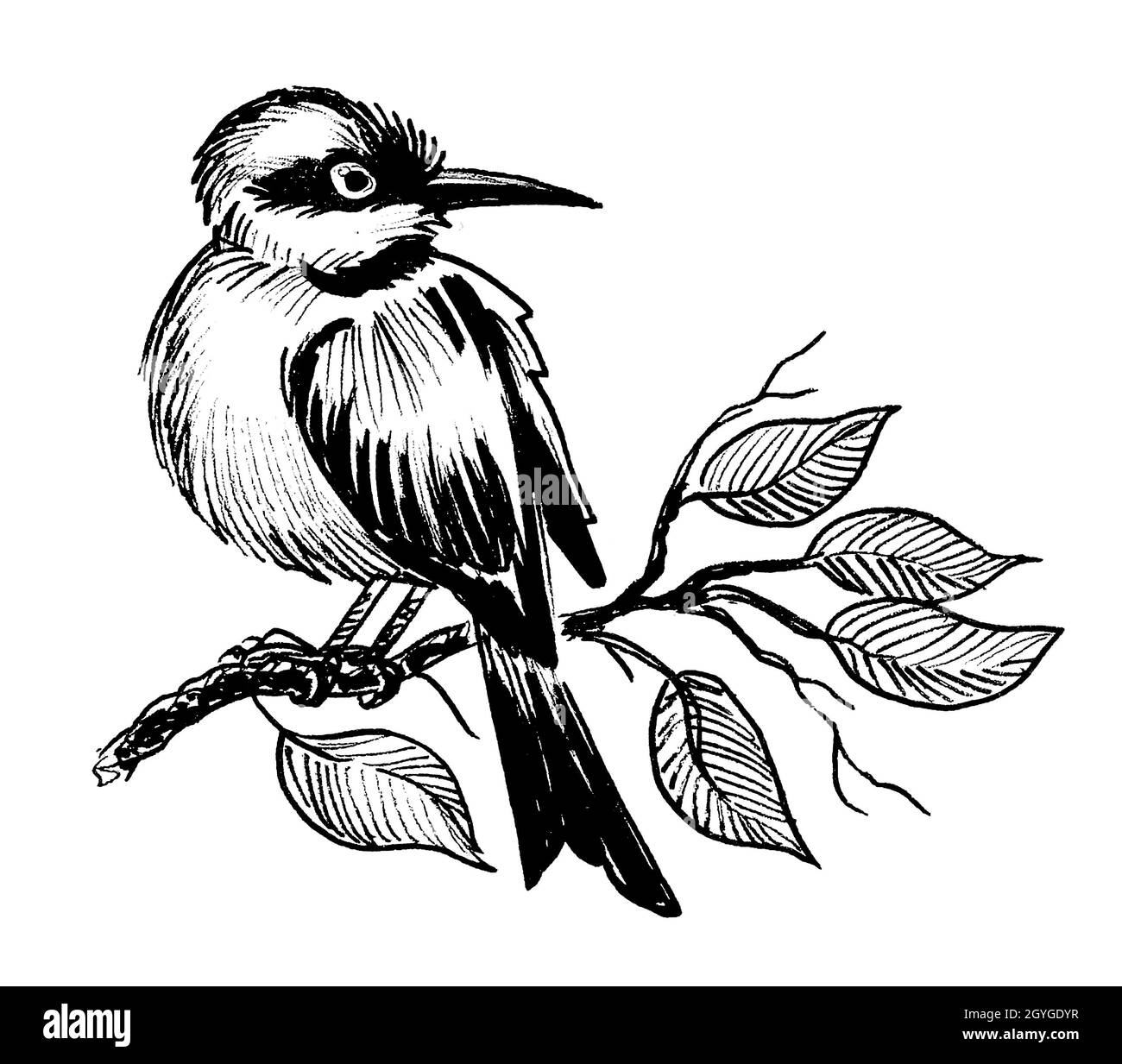 Bird on a tree. Ink black and white drawing Stock Photo - Alamy