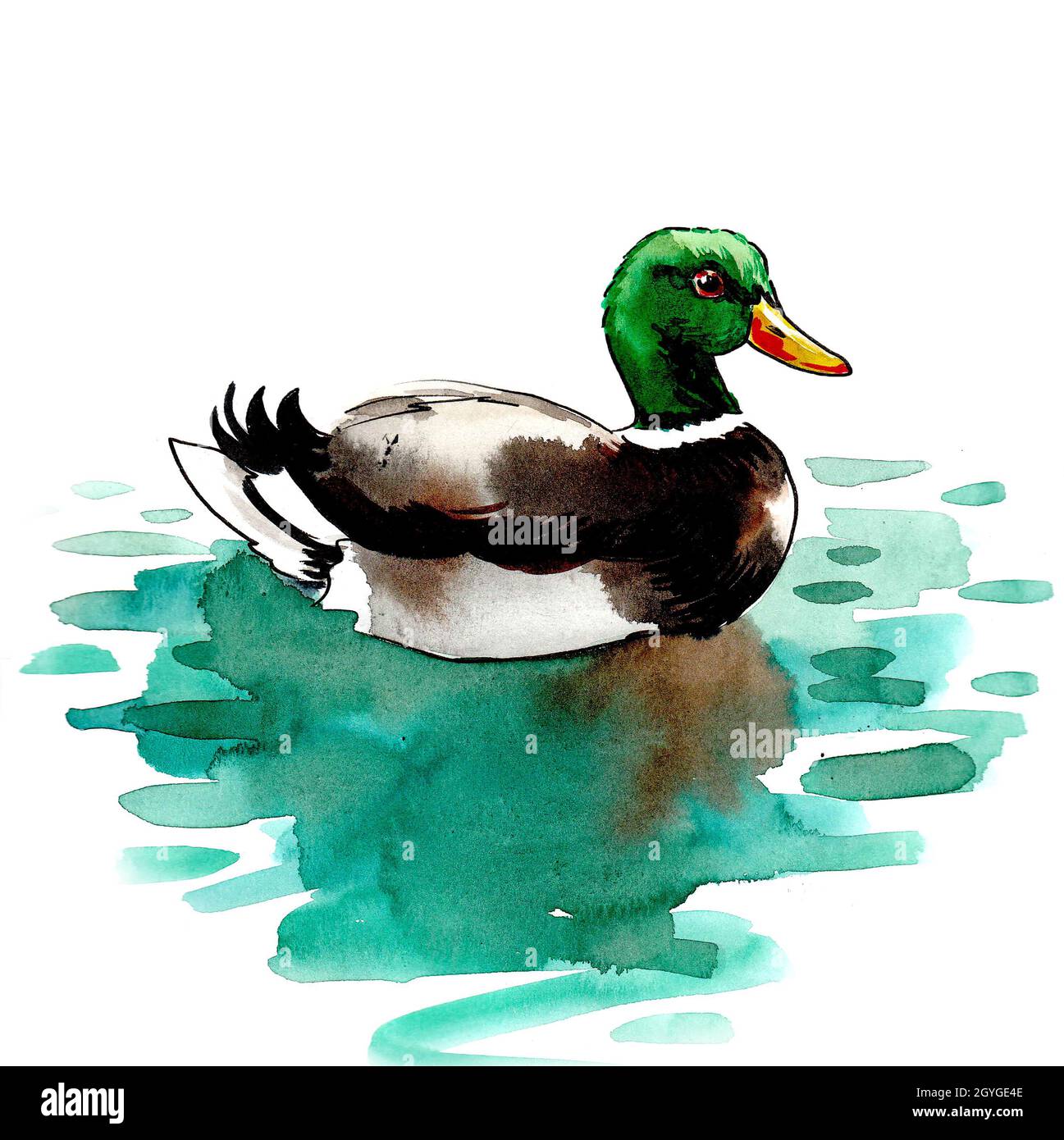 Swimming mallard duck. Ink and watercolor drawing Stock Photo - Alamy