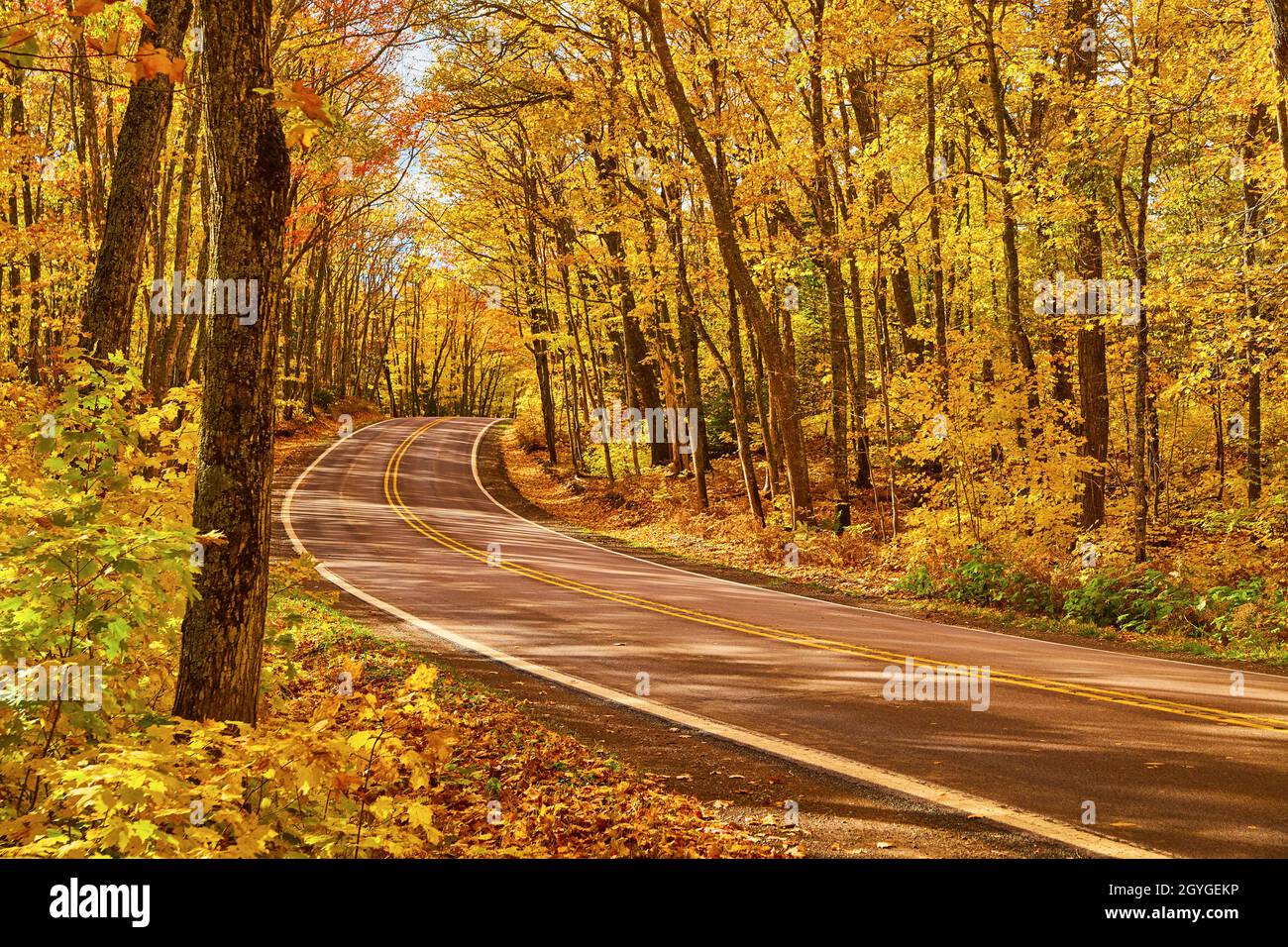 Winding asphalt road in a forest of yellow with a tree standing out on ...