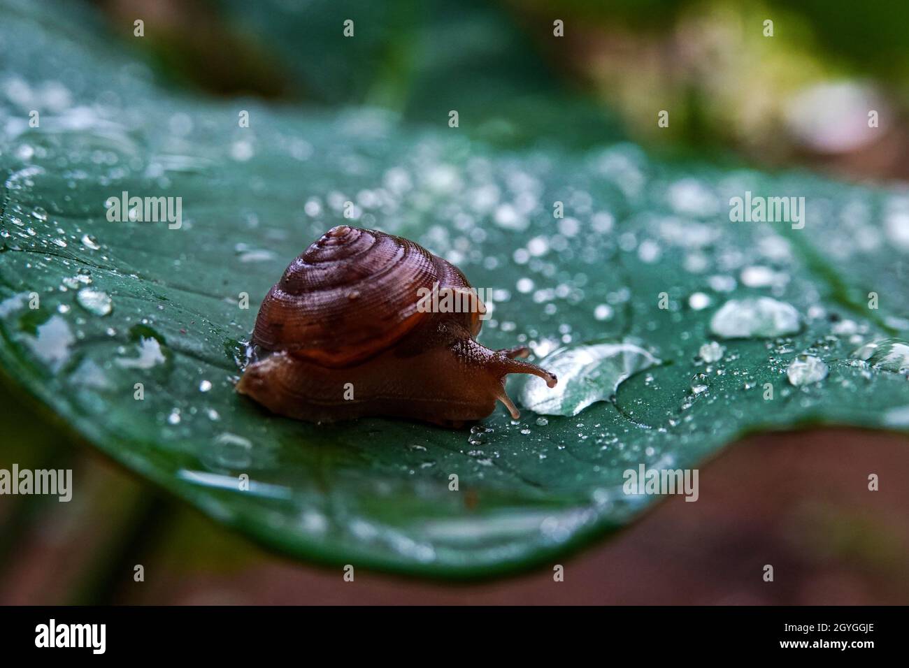 Snail on rain drops close hi-res stock photography and images - Alamy