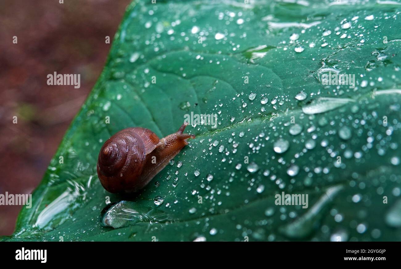 Brown snail walking on fresh green leaves with drop dew after rain ...