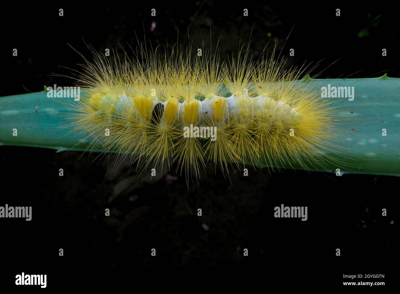 Yellowgreen fuzzy caterpillars are larvae that turn to stunning moths