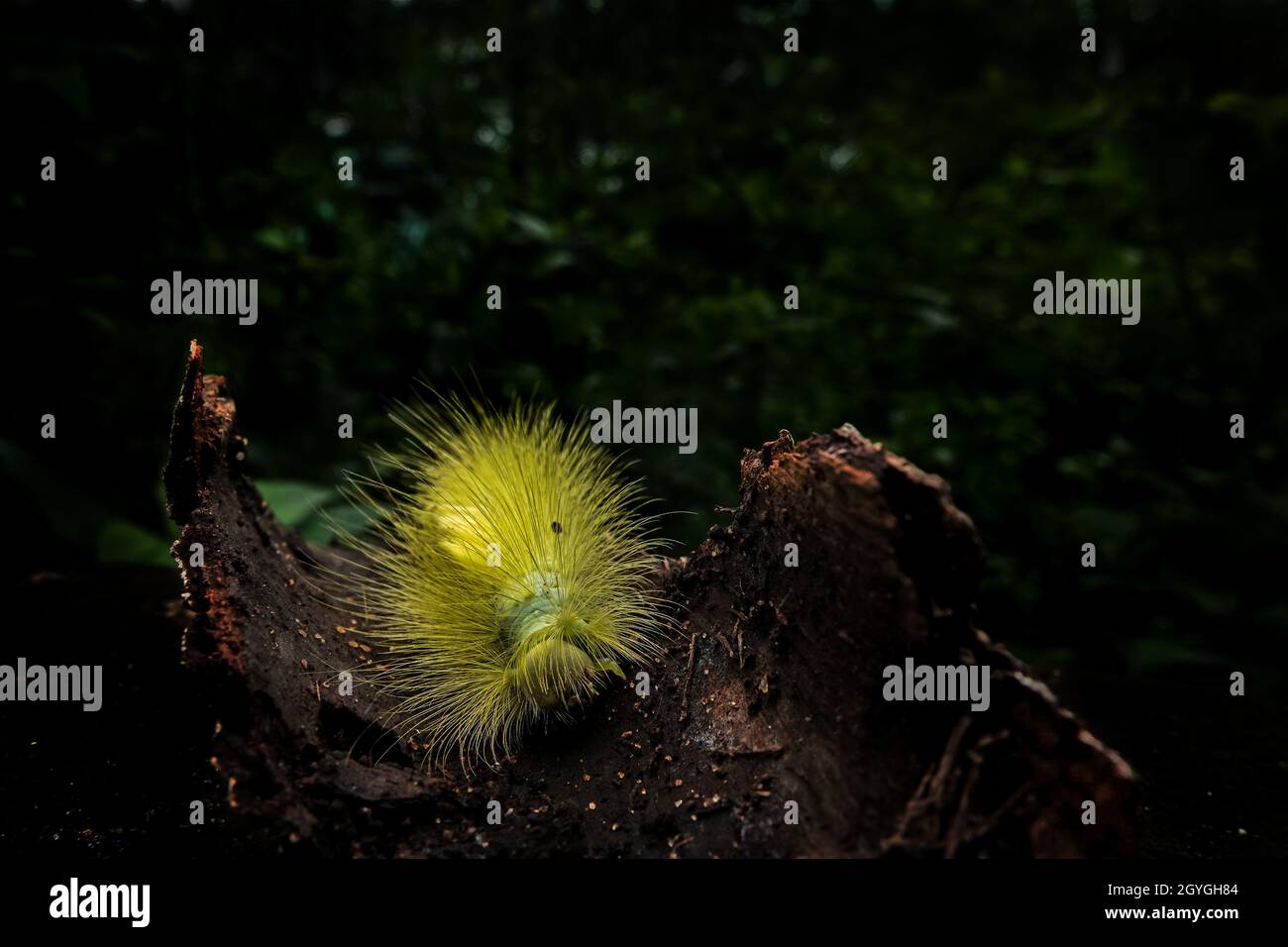 Yellowgreen fuzzy caterpillars are larvae that turn to stunning moths