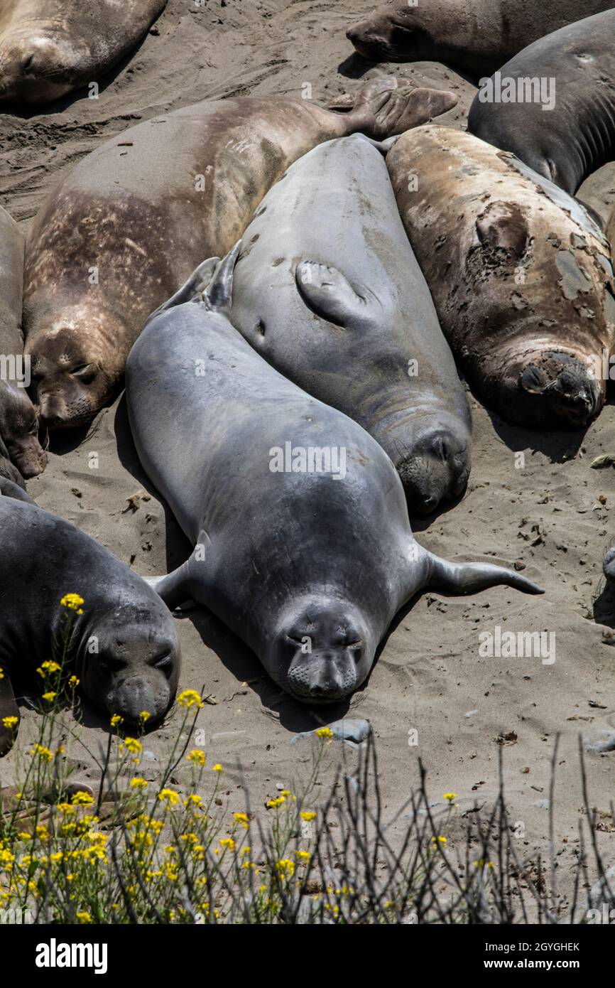 ELEPHANT SEALS at the NORTHERN ELEPHANT SEAL ROOKERY - CAMBRIA CALIFORNIA Stock Photo