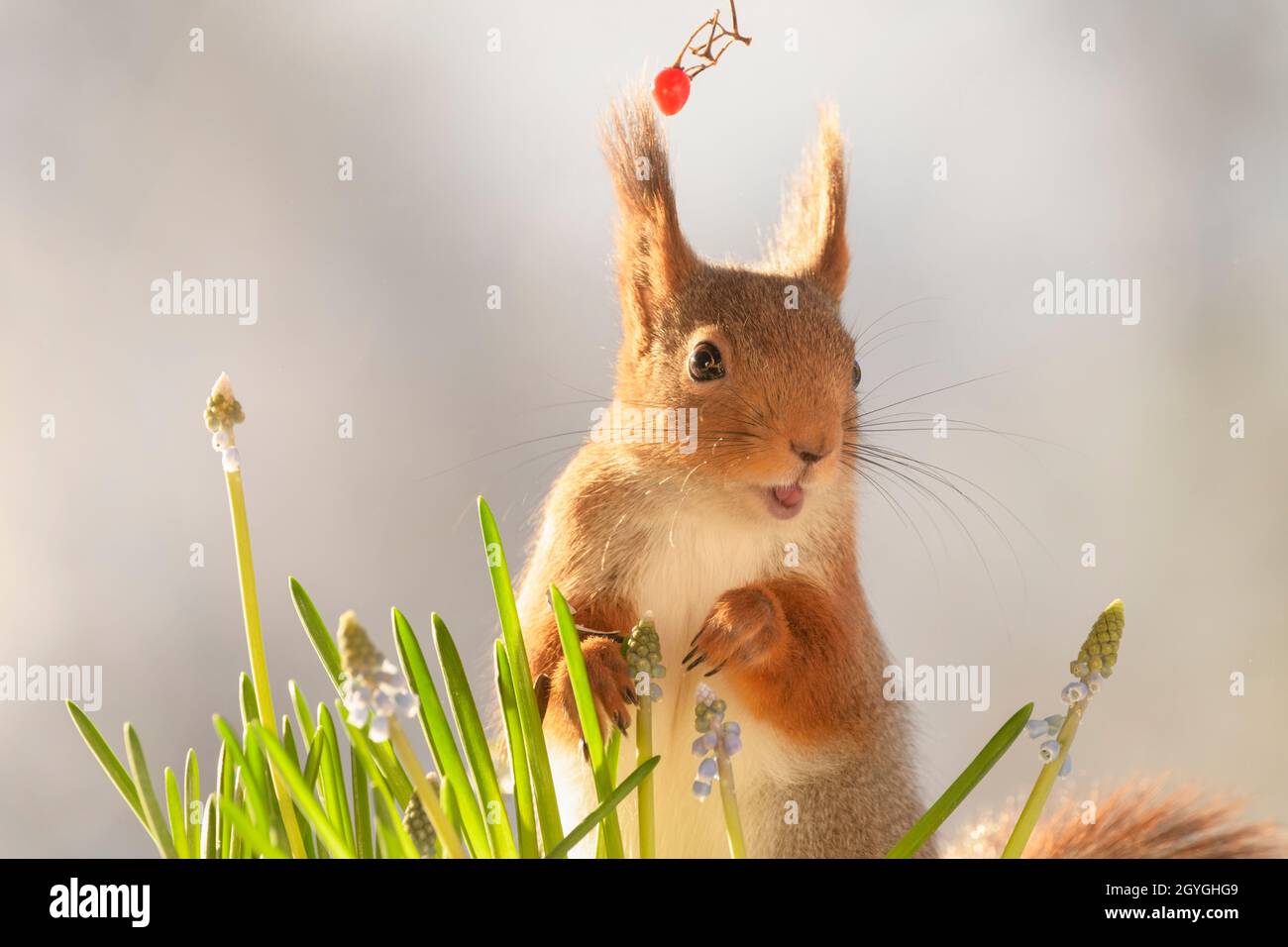 red squirrel is touching a grape hyacinth with open mouth Stock Photo