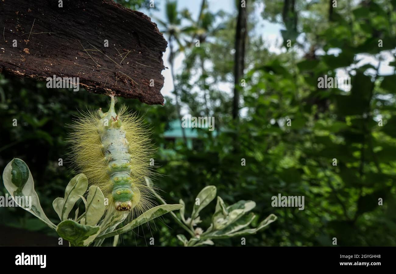Yellowgreen fuzzy caterpillars are larvae that turn to stunning moths