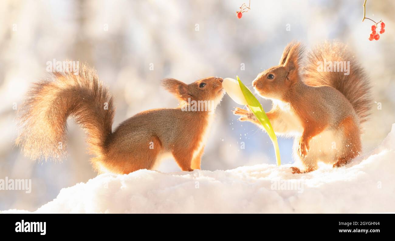 red squirrels are smelling a white tulip Stock Photo Alamy