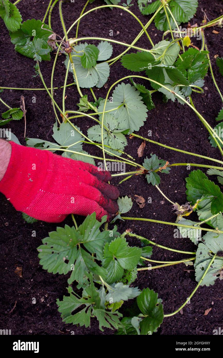 Strawberry plant runners, or stolons, being planted in a garden raised