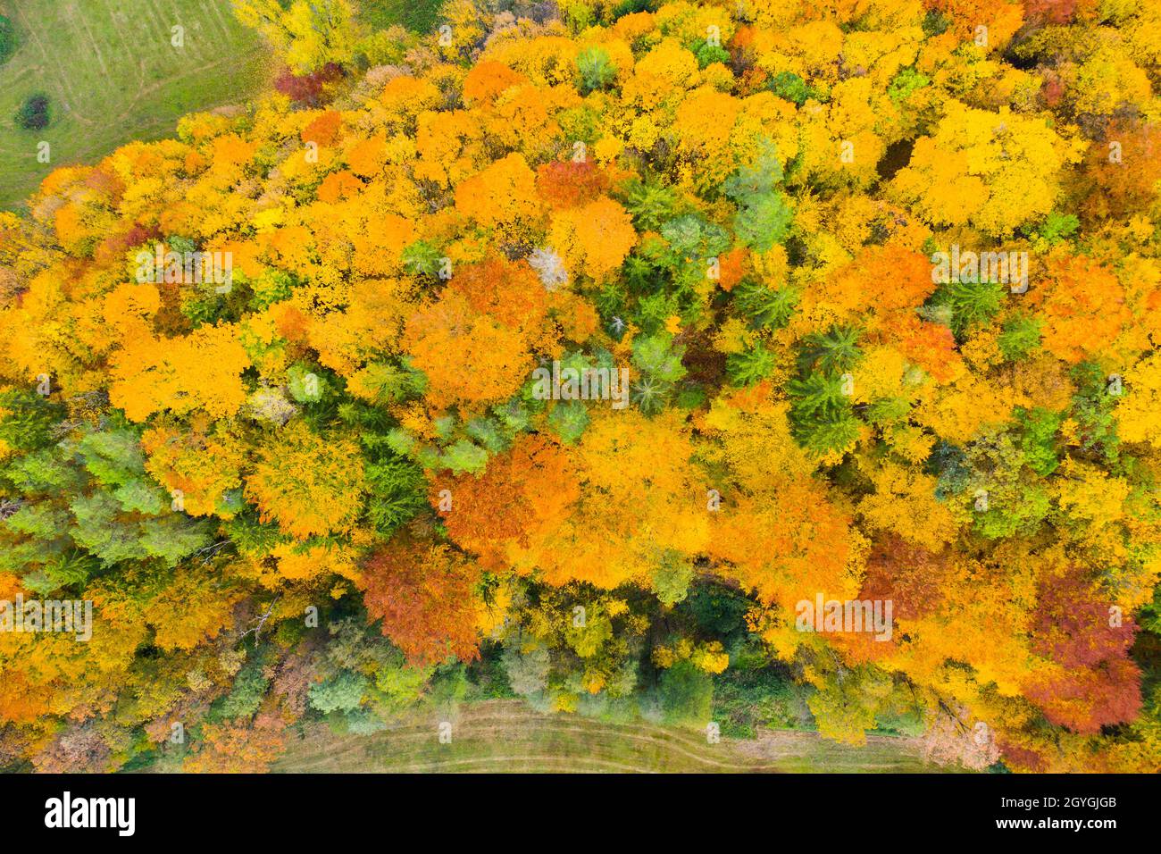Aerial view of autumn forest Stock Photo - Alamy