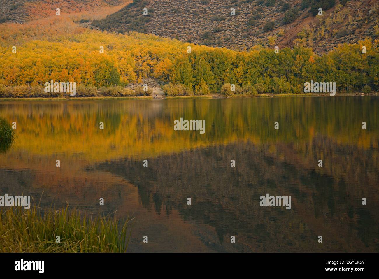 Reflecting fall foliage in the eastern Sierra lake, aspens & pines in mountain side setting landscape, scenic vibrant colors yellows, orange, green. Stock Photo