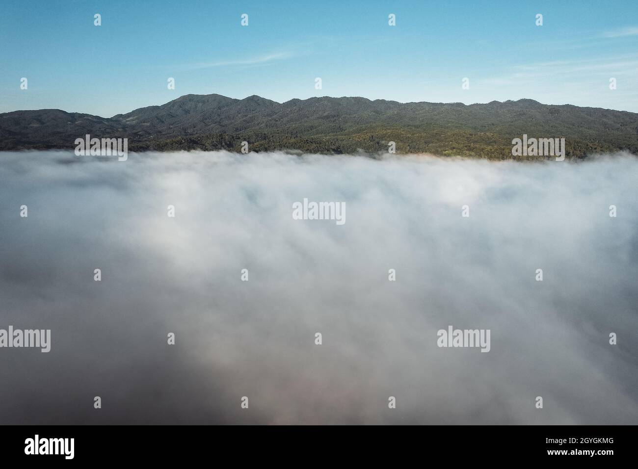 morning fog in the forest from above in summer Stock Photo - Alamy
