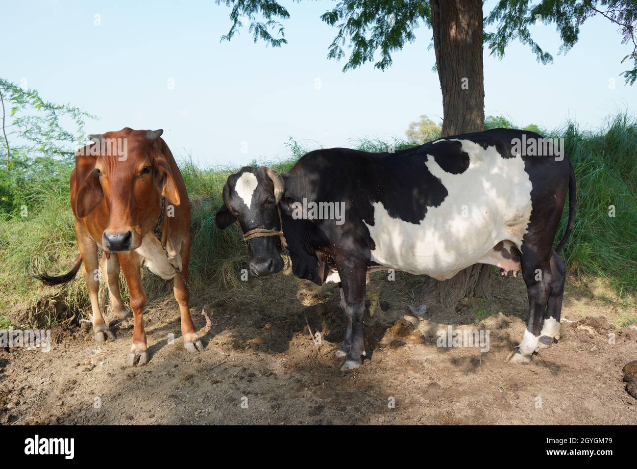 Two cows tied under shadow of tree in hot weather in a village Stock Photo