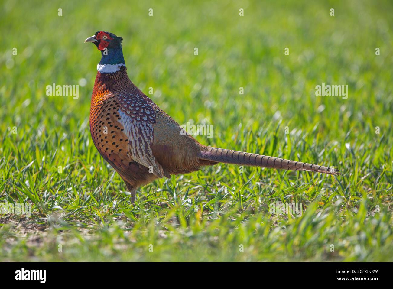 A male cock pheasant strutting his stuff and showing off his beautiful plumage. Stock Photo