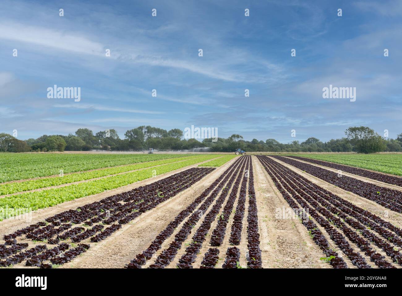 Rows of lettuces growing in a field in West Sussex with a crop irrigation system and tractor in the background. Stock Photo