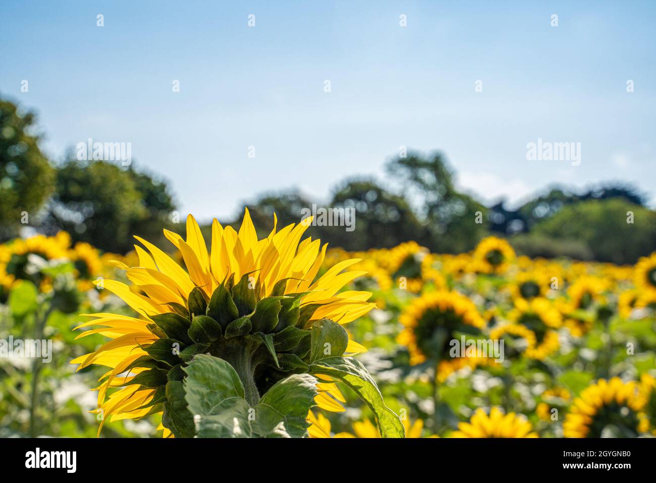 Sunflower field on a bright sunny day in summer Stock Photo