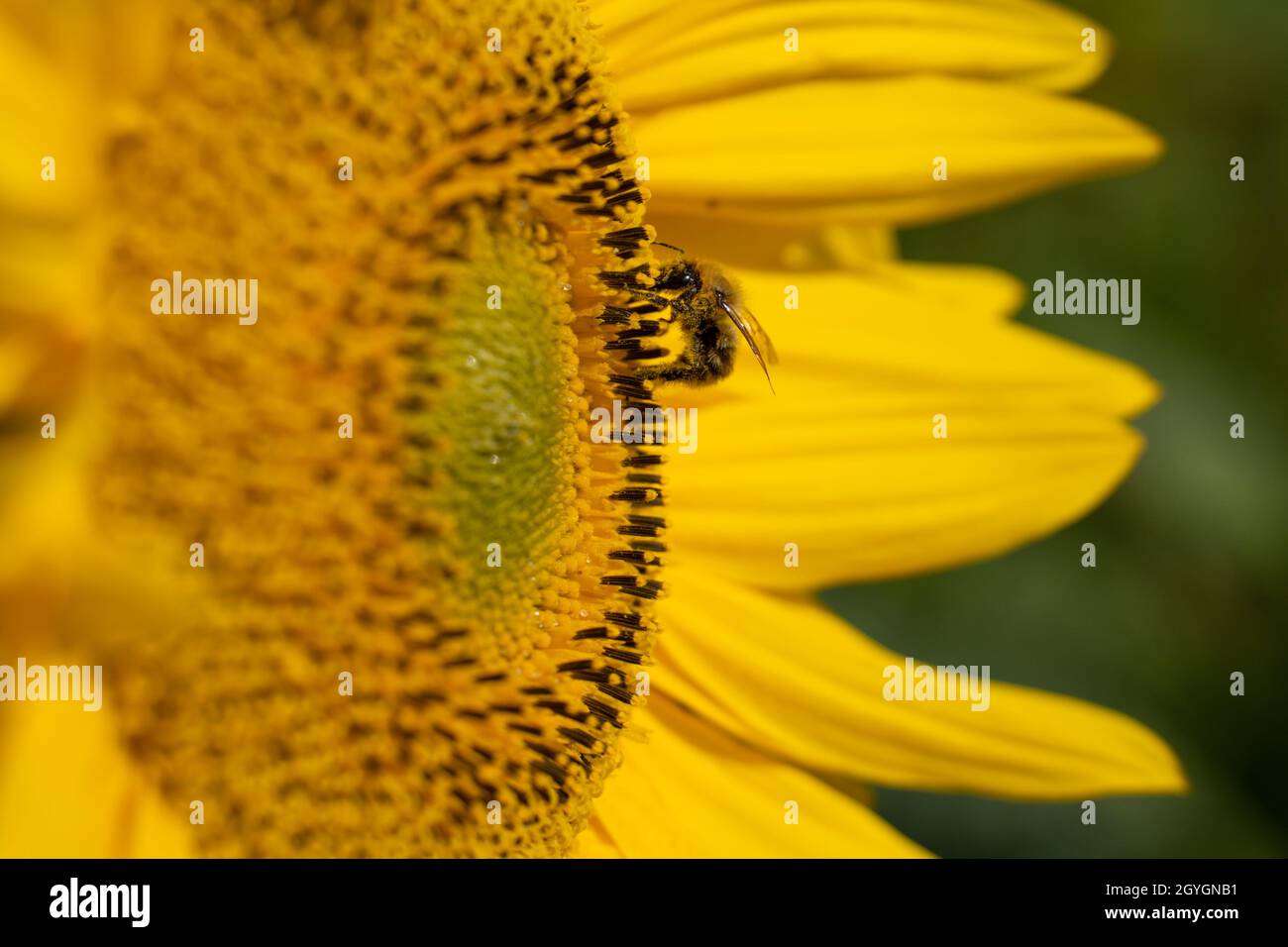 Honey bee sucking out the nectar from a sunflower Stock Photo