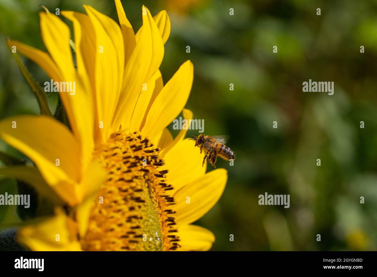 Bee approaching a sunflower on a bright summers day. Stock Photo