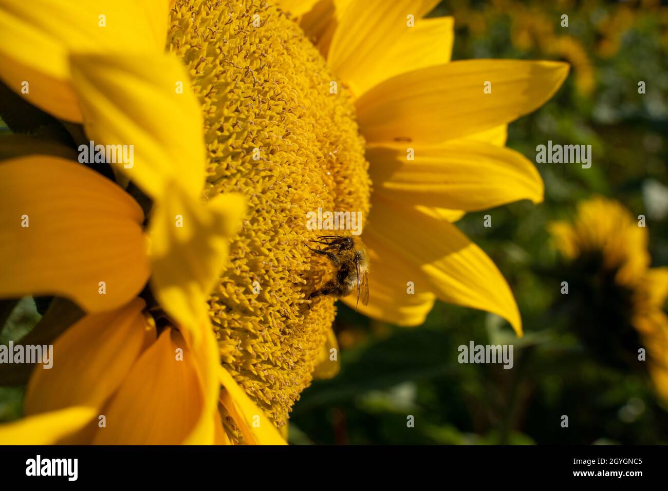 Honey bee sucking out the nectar from a sunflower Stock Photo - Alamy