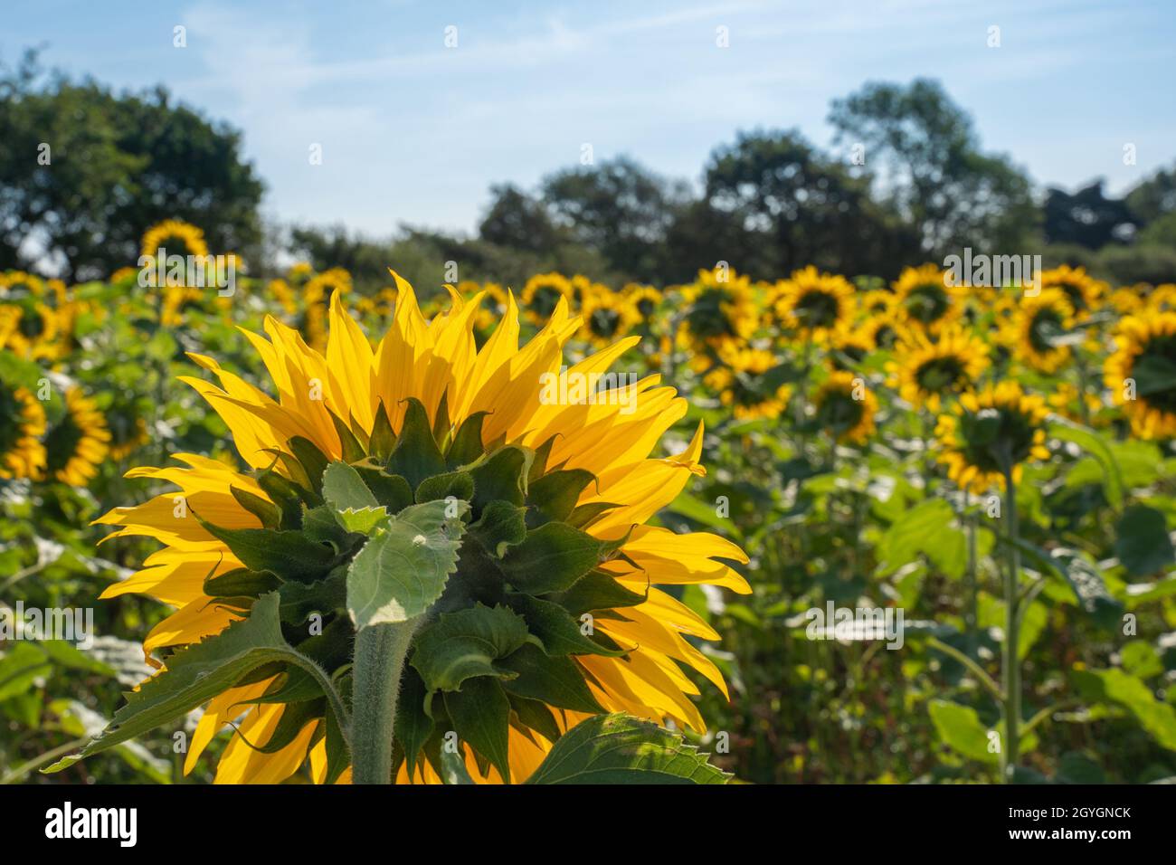 Sunflower field on a bright sunny day in summer Stock Photo - Alamy
