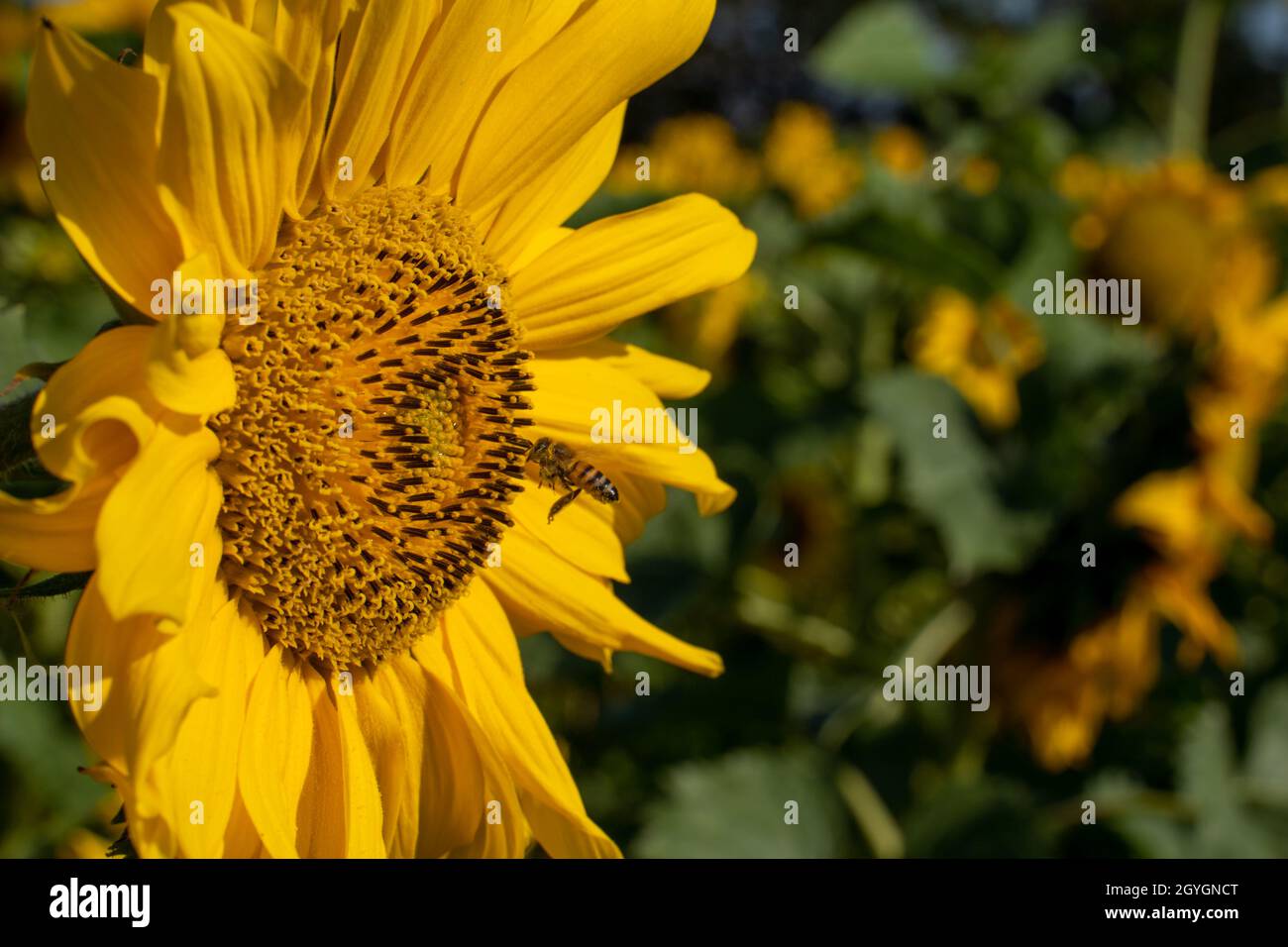 Bee approaching a sunflower on a bright summers day. Stock Photo