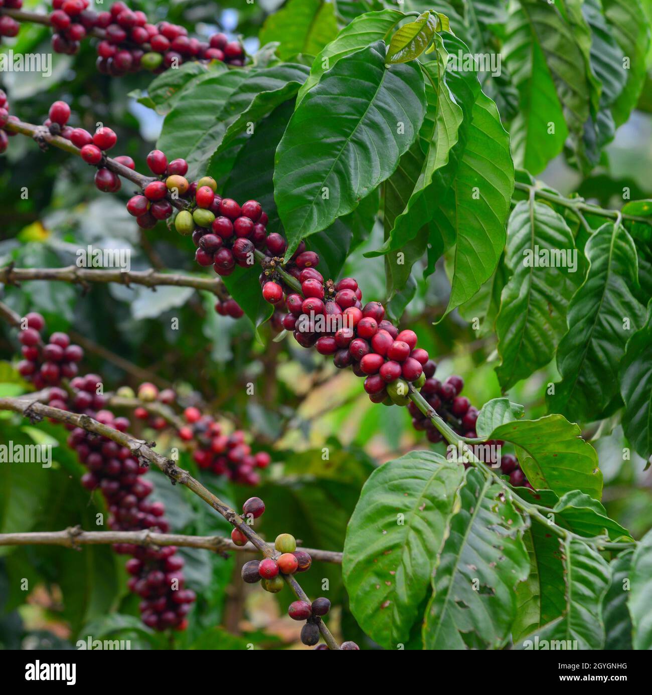 Fruit-laden coffee trees are in the harvest season on a farm in Dalat, Vietnam. Stock Photo