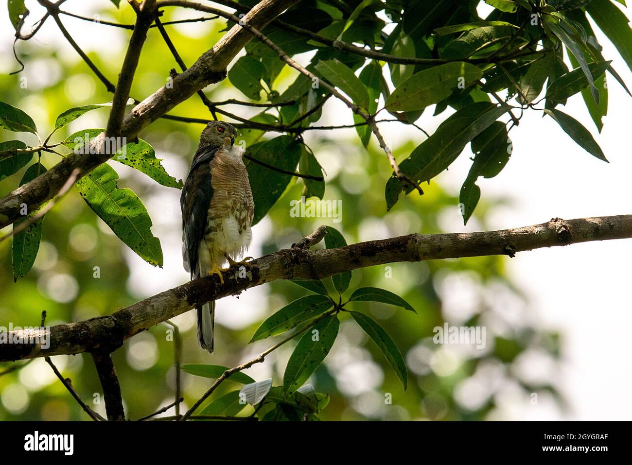 Shikra or Accipiter badius or little banded goshawk portrait with eye contact perched on branch in natural green background Stock Photo