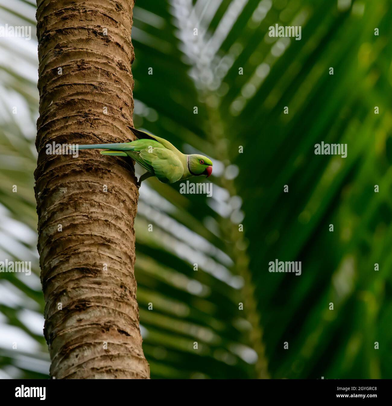 Parrot, Koonthankulam bird sanctuary in Tamil Nadu, India. It is actively protected and managed by the villagers Stock Photo