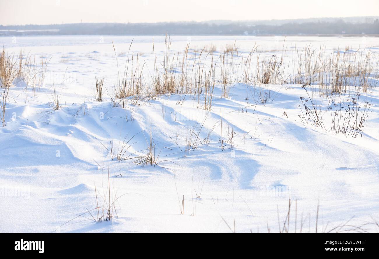 Winter landscape with dry grass in white snow on a sunny day, natural background photo taken at the coast of the Gulf of Finland Stock Photo
