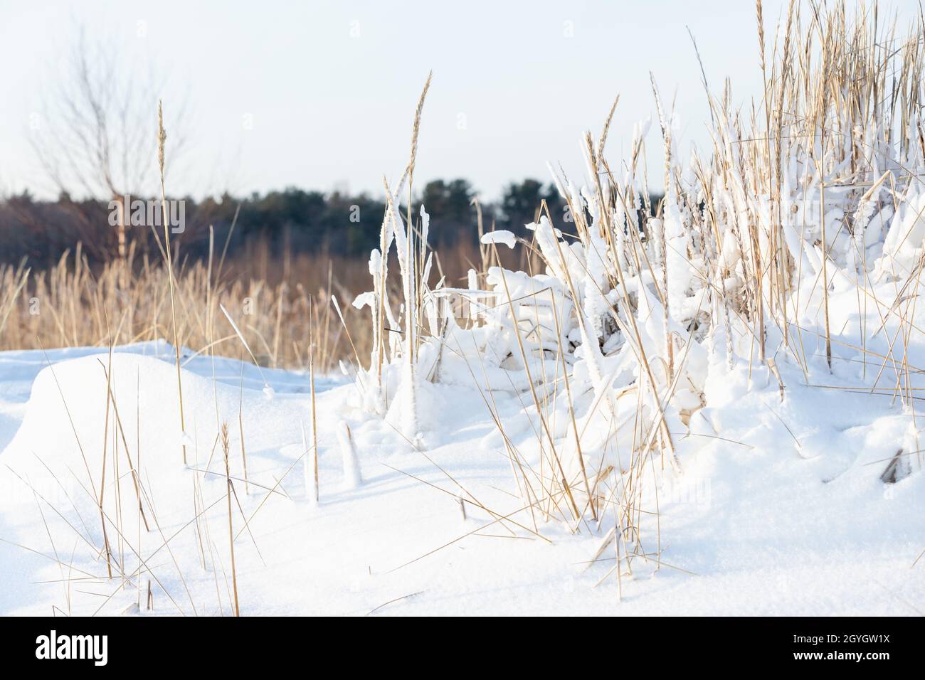 Dry coastal reed in white snow on a sunny day, natural background photo taken at the coast of the Gulf of Finland Stock Photo