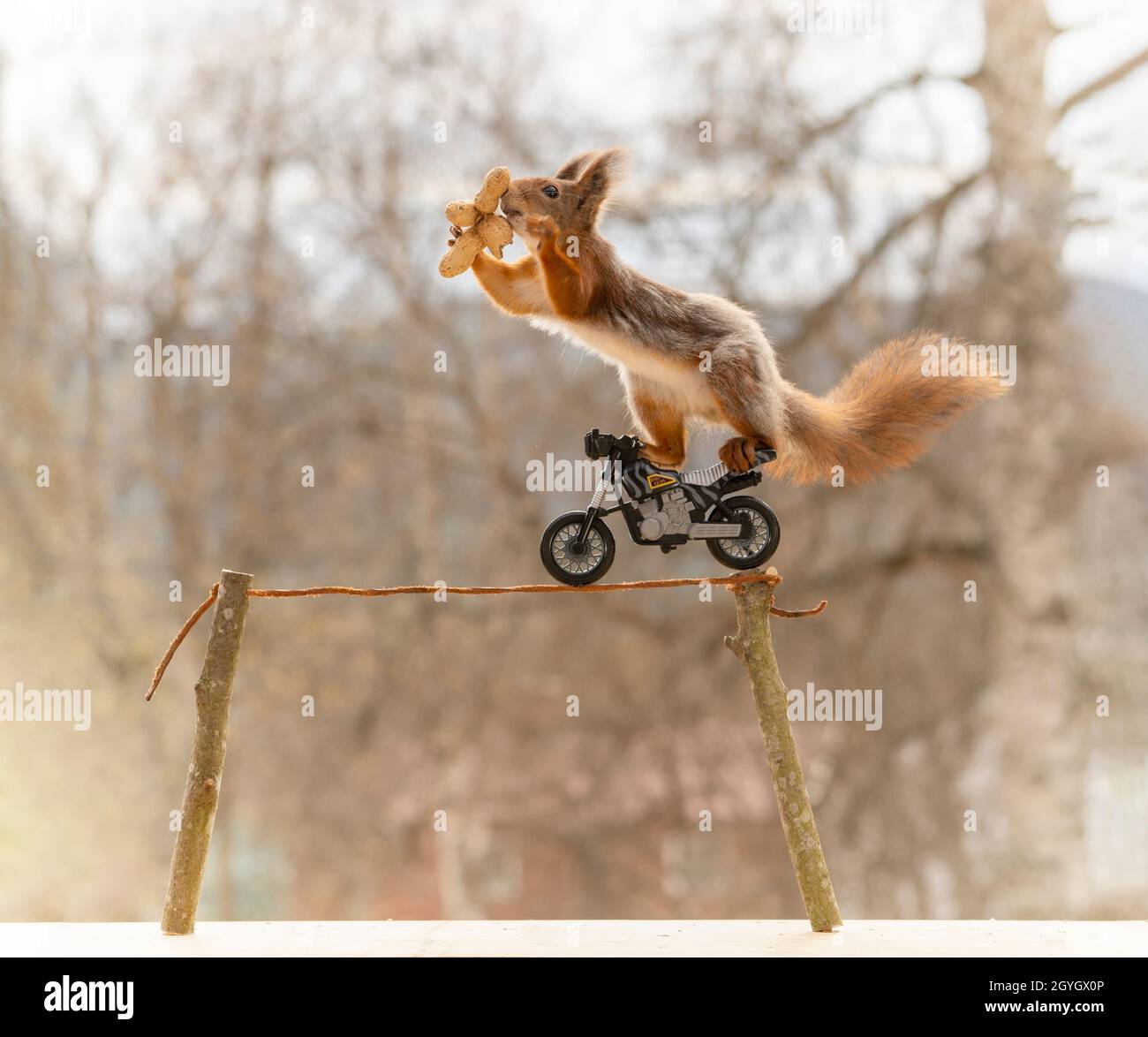 red squirrel rope balancing on a motor cycle with peanuts Stock Photo ...