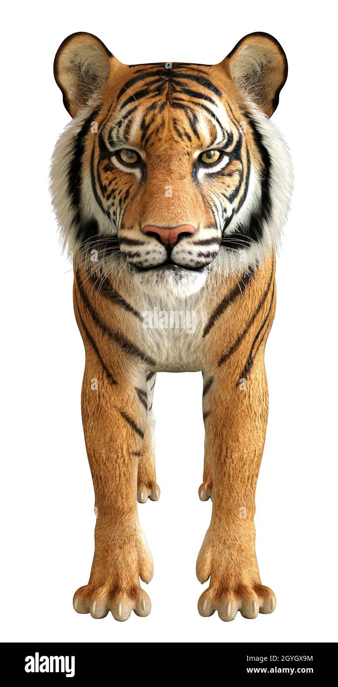 Digitally rendered big wild cat, red tiger, 3D Illustration Stock Photo -  Alamy