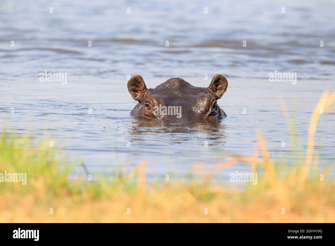 Hippo (Hippopotamus amphibius), portrait of face. Okavango Delta, Botswana, Africa Stock Photo