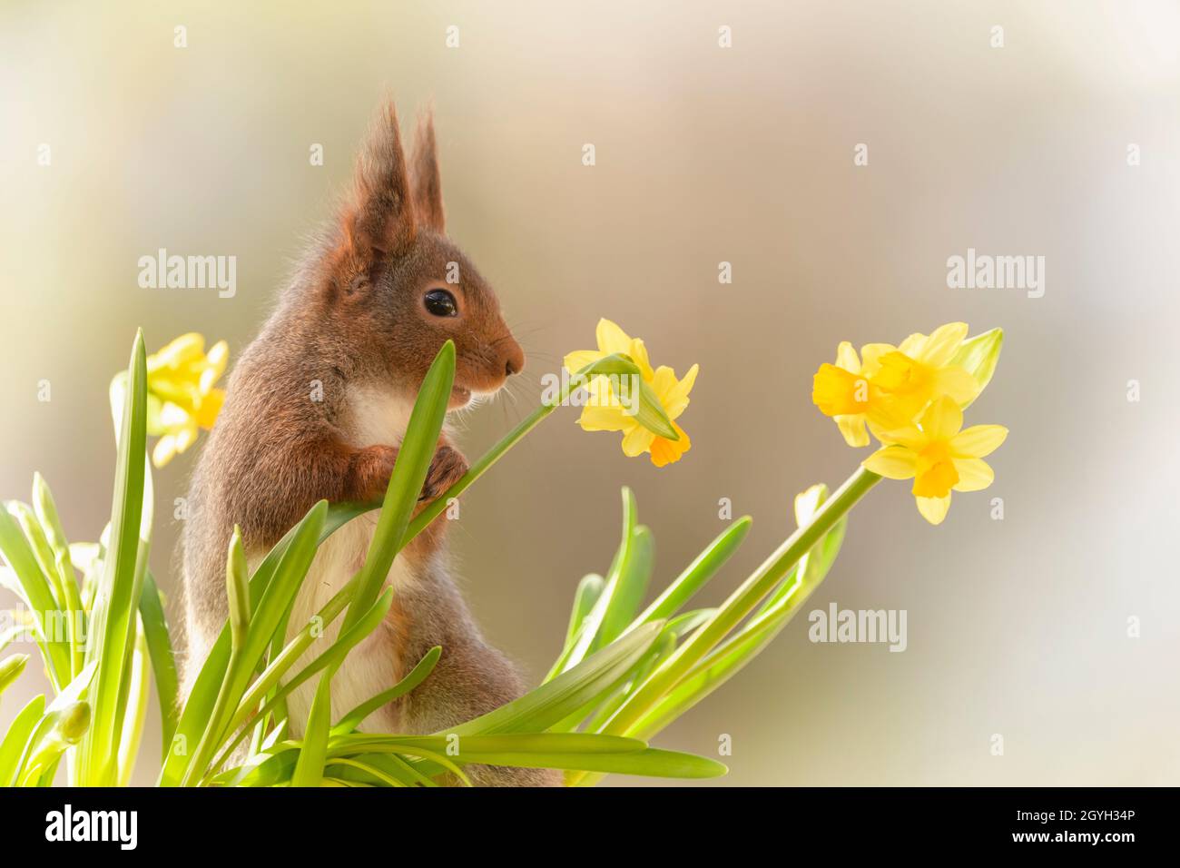 red squirrel is standing between narcissus flowers Stock Photo Alamy