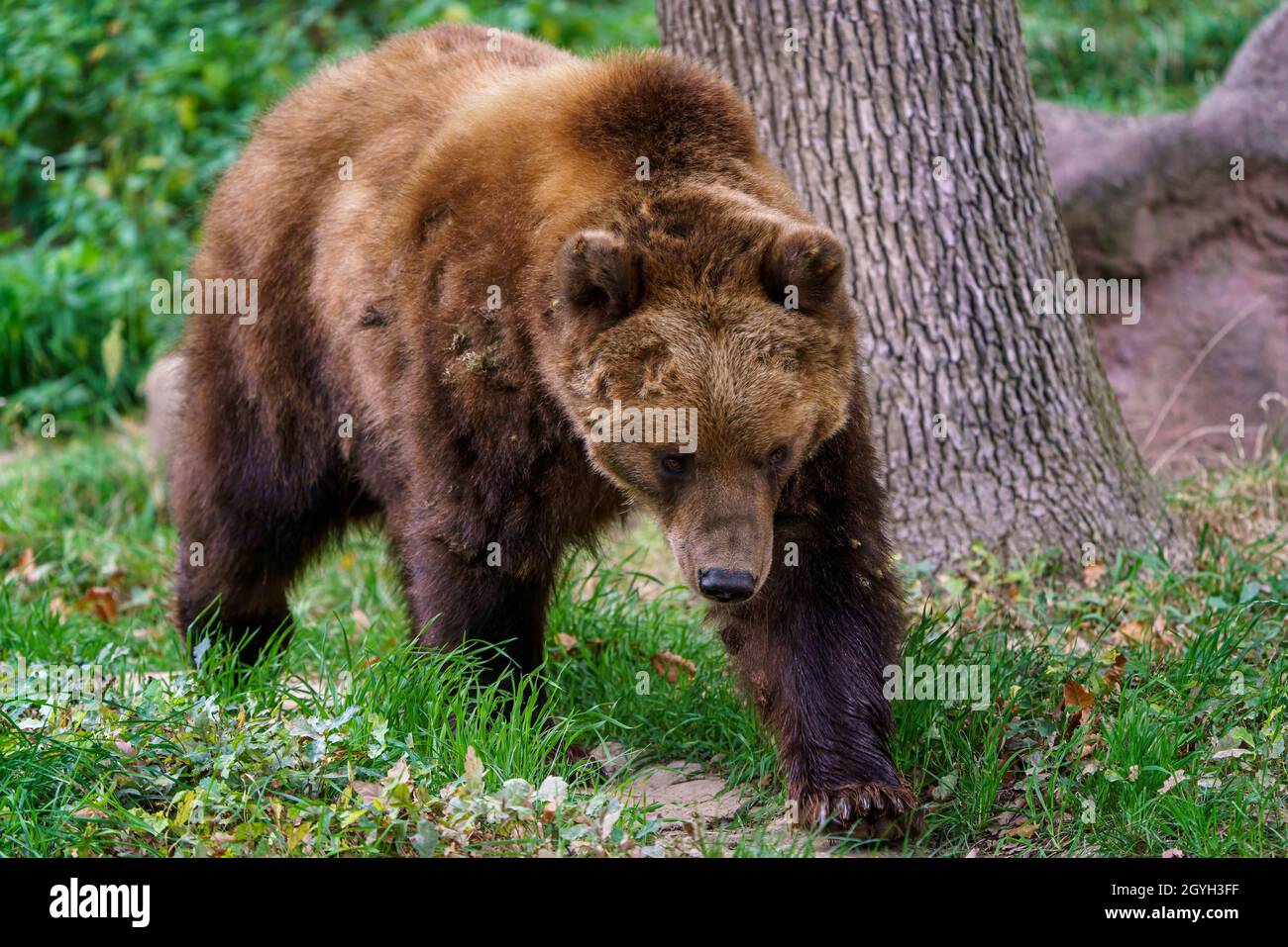 Kamchatka brown bear in the forest, Ursus arctos beringianus Stock ...