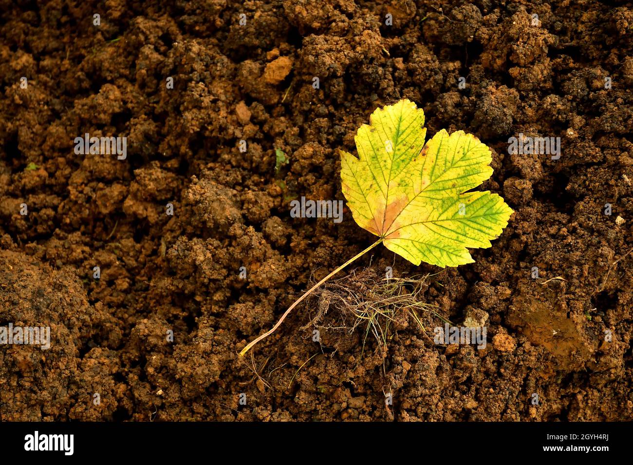 autumnal colored yellow maple leaf on an earth heap Stock Photo