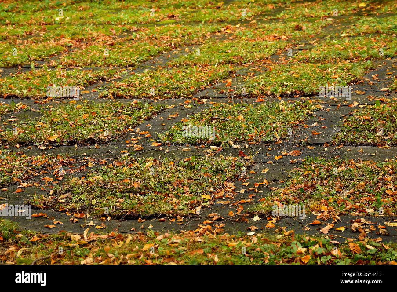 parking ground with lawn stones and fallen autumnal colored leaves Stock Photo