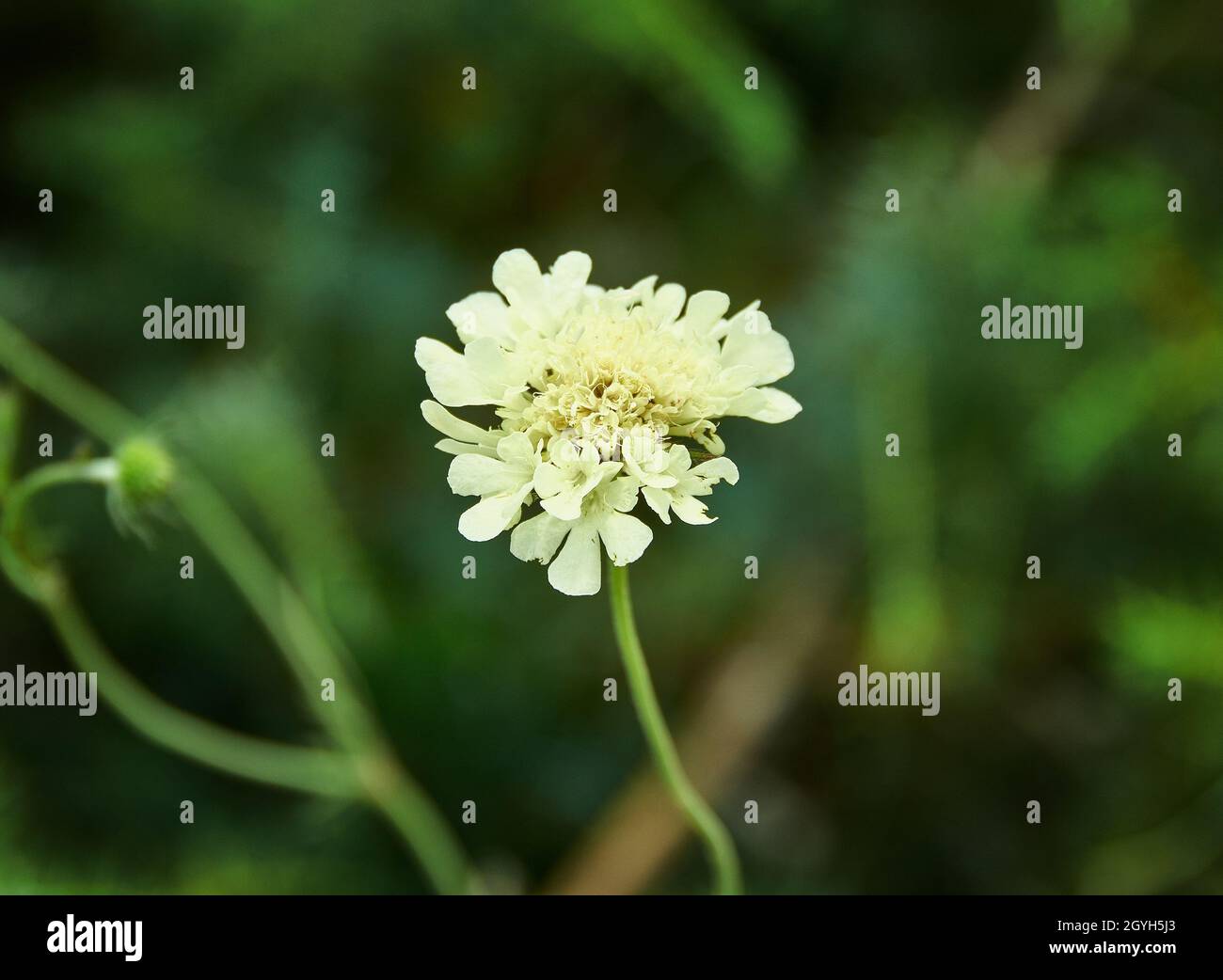 Scabiosa ochroleuca,  genus in the honeysuckle family  of flowering plants Stock Photo