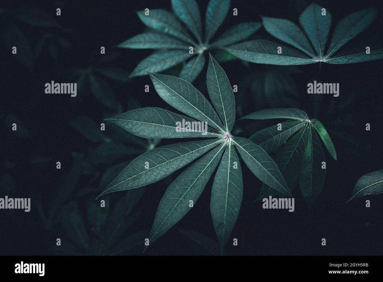 Close-Up Of Dark green leaves black background Stock Photo - Alamy