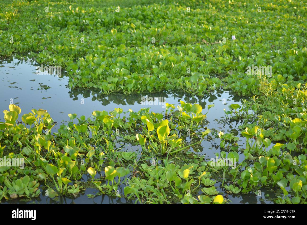 Closeup shot water plants hi-res stock photography and images - Alamy