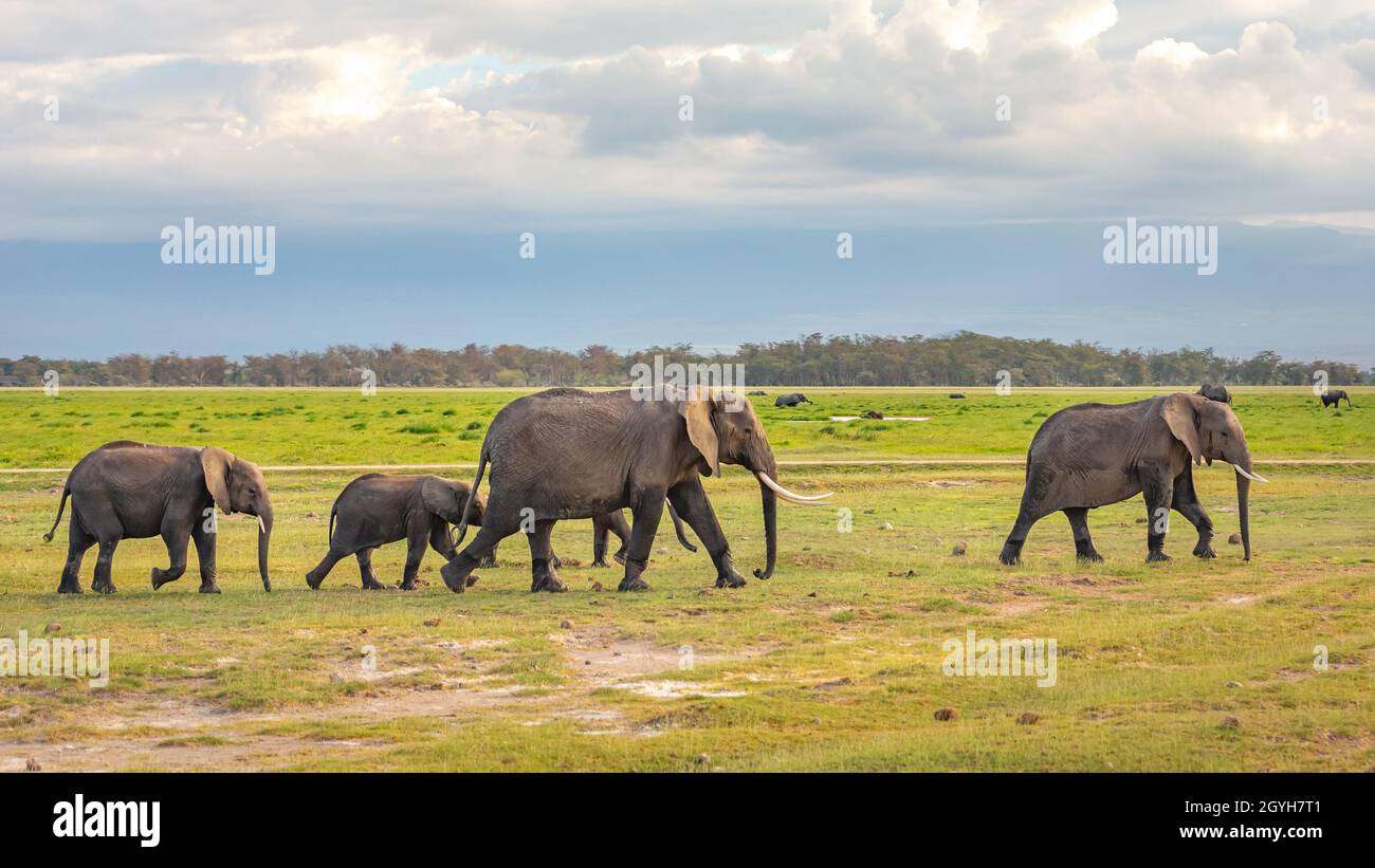 View of an elephants family walking in the field near the forest under the cloudy sky Stock Photo