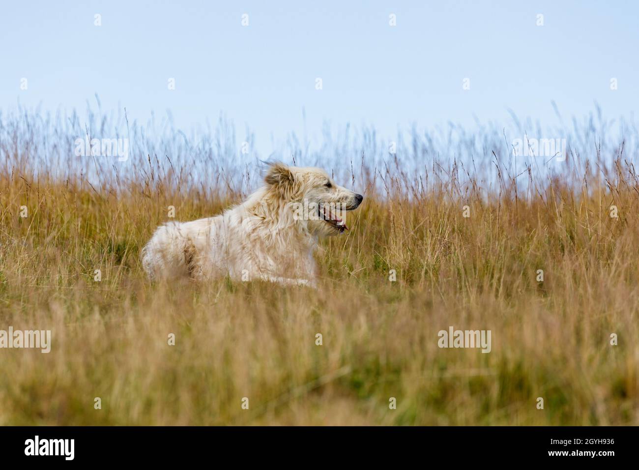 Romanian sheepdog hi-res stock photography and images - Alamy