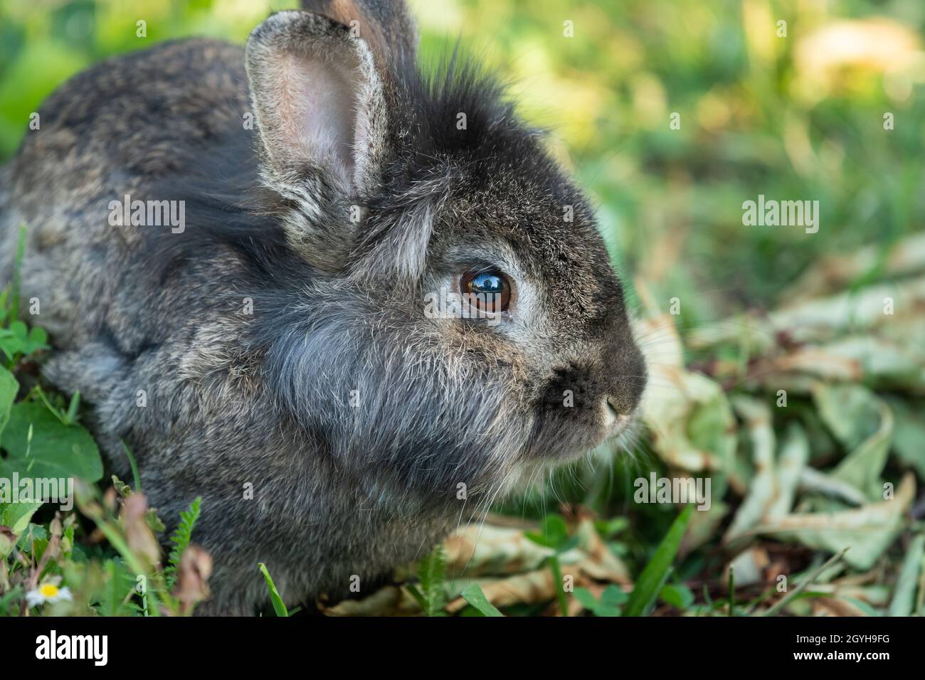 Male dwarf rabbit hi-res stock photography and images - Alamy